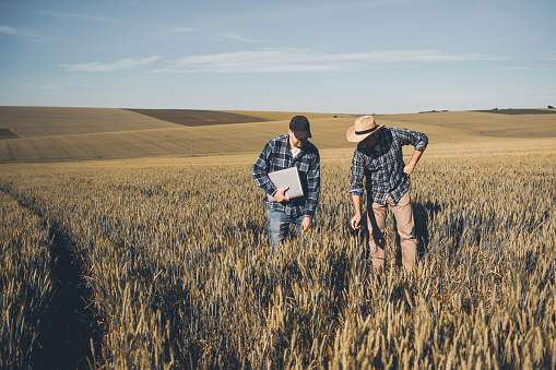 Two farmers in the middle of the wheat field, examining the crops before harvest.