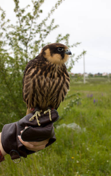 subbuteous falcon - eyas imagens e fotografias de stock