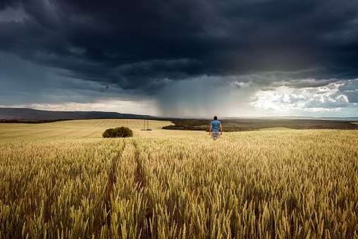 Young man watching a beautiful and dangerous thunder storm in the wheat field. Micro burst in the field. Beautiful structured storm with shelf cloud in Bulgarian plains at sunset.