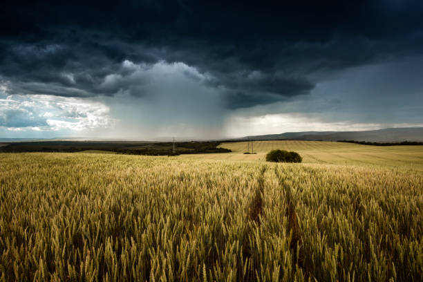 bella tempesta di tuoni strutturata nelle pianure bulgare - storm wheat storm cloud rain foto e immagini stock