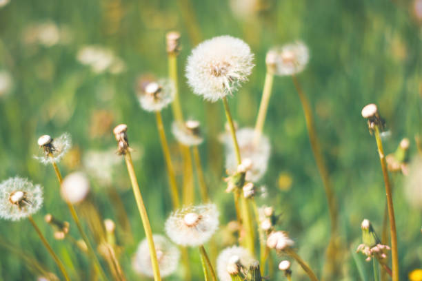 istock Close up yellow Flower in nature background 1253391893