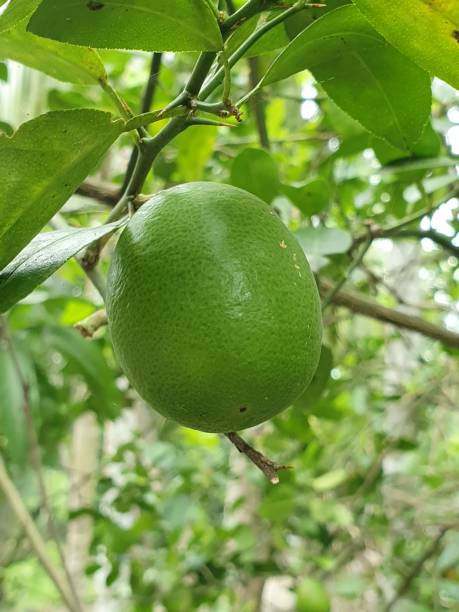 istock Green lemon on it's tree. Fresh and raw green lemon. 1253393391