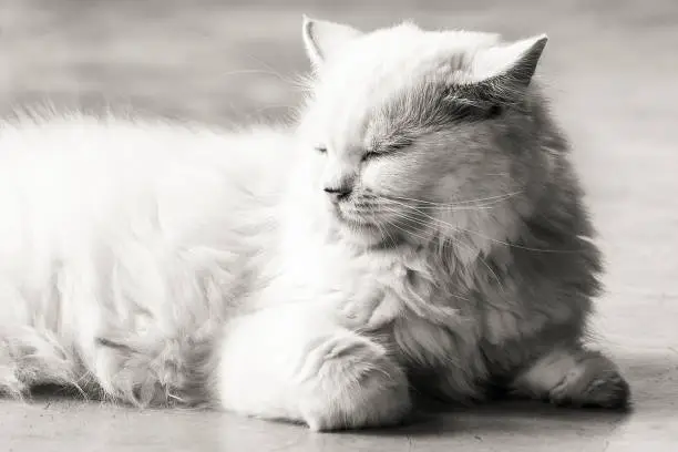 Fluffy cat with sleepy eye in black and white.