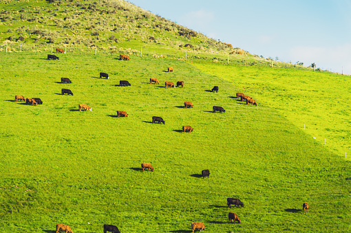 Cows on Nature Landscape of a green field in mountain new zealand
