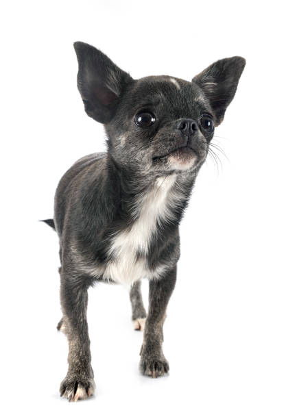 istock little chihuahua 1253396481