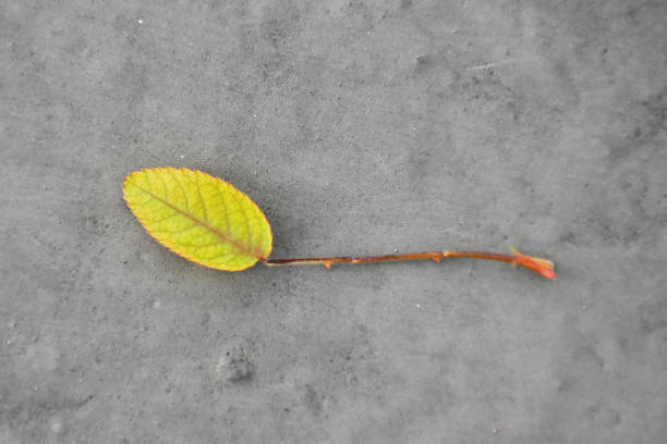 istock minimalist portrait of a leaf 1253396602