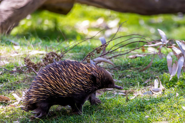 An Ant Hedgehog In The Wilderness Of Victoria Australia Stock Photo -  Download Image Now - iStock