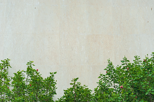 Plants and  white wall in garden