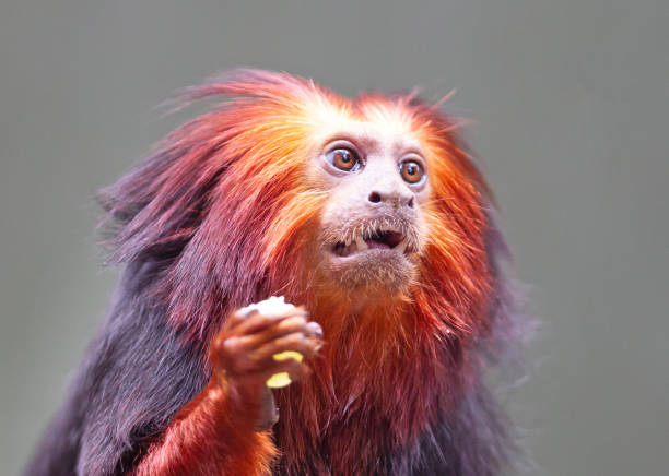 황금 사자 타마린 / 황금 마모셋 - 붉은 원숭이, 먹기 - 타마린 뉴스 사진 이미지
