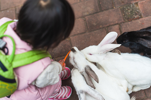A Asian girl feed rabbits in zoo