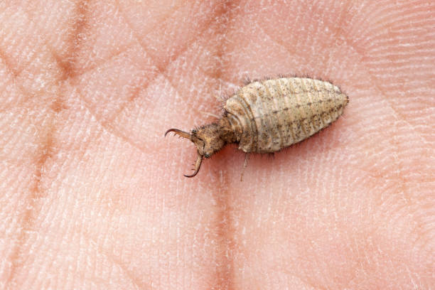 antlion grub on hand, myrmeleon formicarius, satara, maharashtra, india - formicarius imagens e fotografias de stock