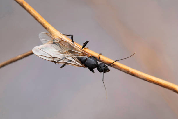 istock Carpenter ant with wings, Camponotus herculeanus, Satara, Maharashtra, India 1253403167