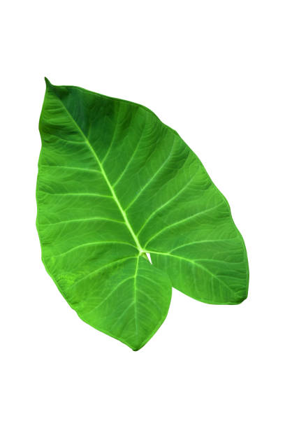 ●ゾウの耳やタロ(コロカシア種)の大きなハート型の緑色の葉は、白い背景に分離された熱帯葉植物、クリッピングパスが含まれ、 - plant taro textured new leaf ストックフォトと画像
