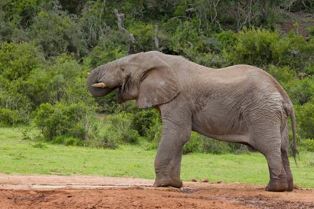 istock African elephant standing drinking at a water hole 1253404026