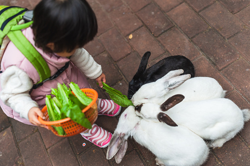 A Asian girl feed rabbits in zoo