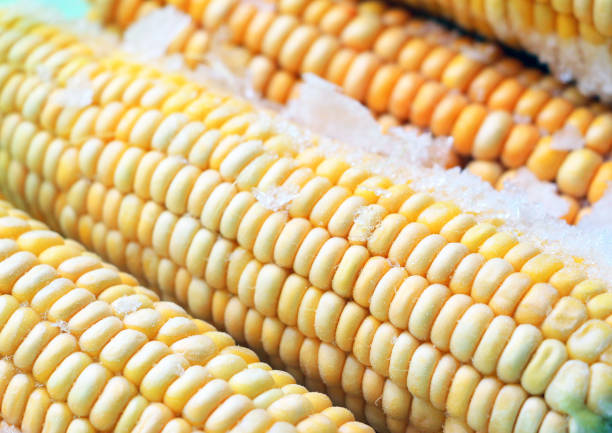 Raw fresh ear of corn from the freezer is ready to cook.