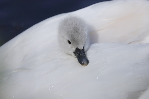 Mute swan (Cygnus olor) cygnet on mothers back