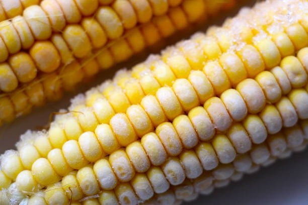 Raw fresh ear of corn from the freezer is ready to cook.