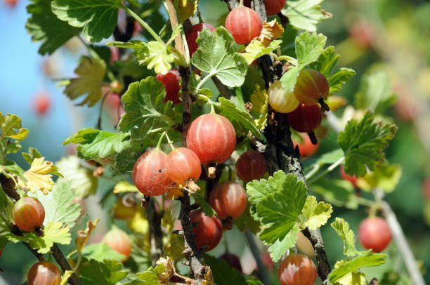 istock ripe red gooseberries on a bush in a summer garden 1253406700