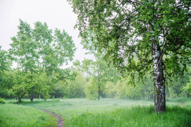 Scenic landscape with nice tree in summer forest in light haze. Misty green scenery with beautiful birch in park in soft light. Wonderful nature view with tree close-up in early morning. Mist on grass