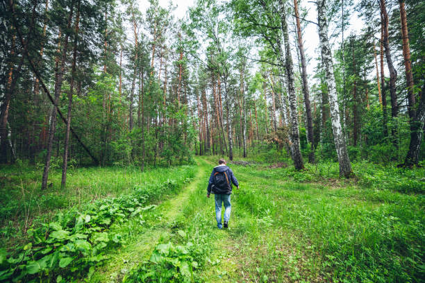istock Guy with backpack walking in sunny forest among lush thickets. Beautiful woodland green landscape with man in pine forest. Man with rucksack among dense bushes in woods. View from back. Summer nature. 1253407923