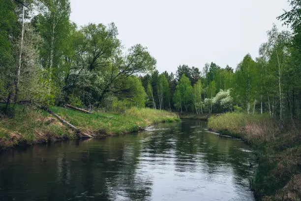 Green river flows in forest among contrasts of trees and plants. Atmospheric landscape with forest river in gloomy weather. Scenic view to green water of woods river. Beautiful nature in vintage tones