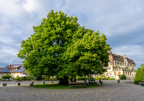 Heiligenberg, BW / Germany -  20 June 2020 : A view of the famous 12th century LINDEN tree in Heiligenberg used for executions in historical times