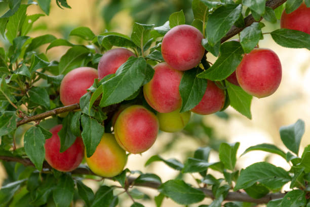 istock Ripe cherry plum on a branch. Red-yellow plum fruit. Orchard 1253409299