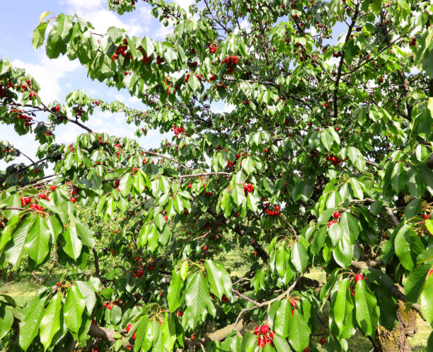 istock cherries on the tree in spring ready to be harvested sold at the 1253409328