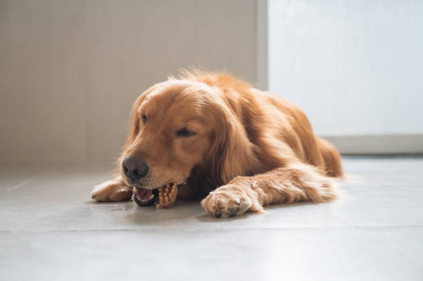 istock Golden retriever lying on the floor and eating 1253409397