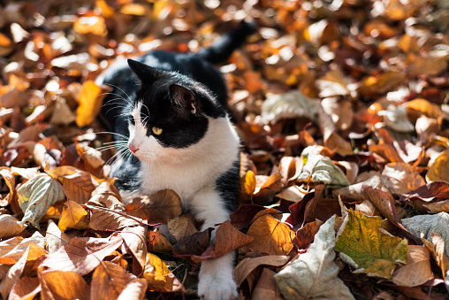 Maple leaves on the road and the cat is sitting on them. Yellow maple leaves and a cat. A cute cat in autumn is sitting on the road with fallen leaves.