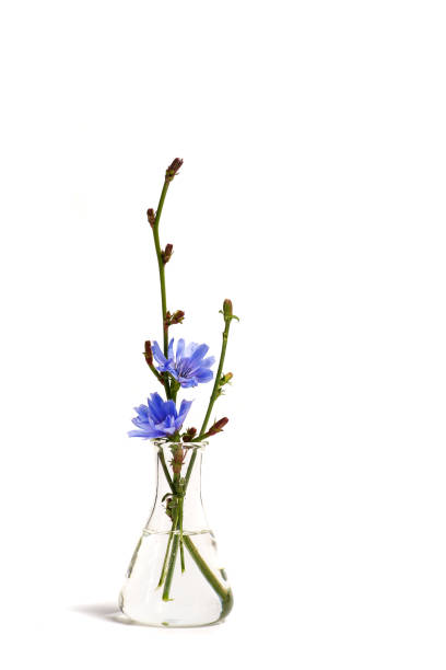istock Blue Chicory flowers in a vase isolated on white 1253410428