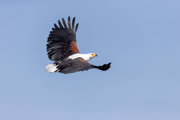 istock African Fish Eagle in flight, Haliaeetus vocifer Africa 1253410521
