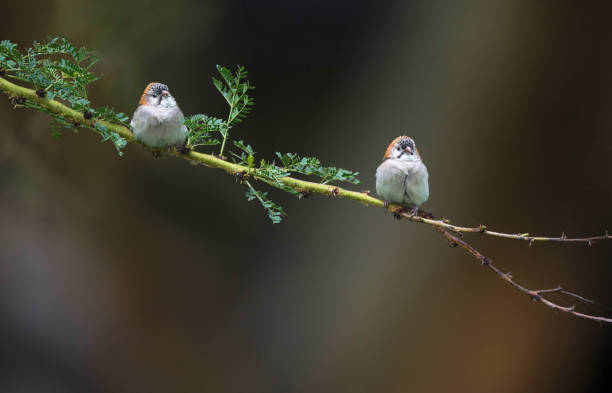 istock Two Speckled fronted Sparrows on branch, Sporopipes frontalis,  Kenya, Africa 1253410533