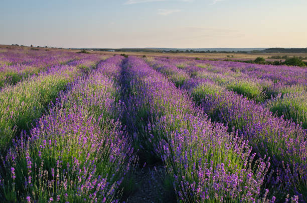 istock Meadow of lavender. 1253410618
