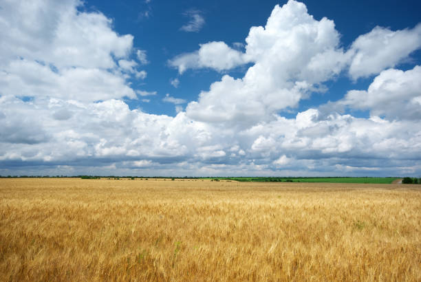 istock Meadow of wheat. 1253411151
