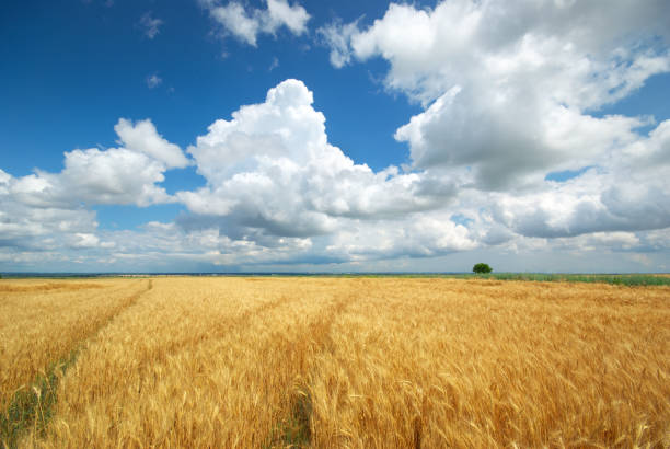 istock Meadow of yellow wheat. 1253411181