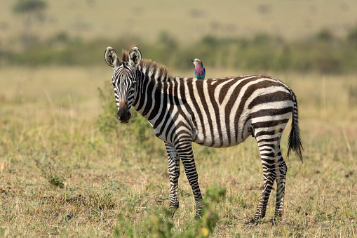 Horizontal view of small baby zebra with a lilac breasted roller on its back in Masai Mara Kenya
