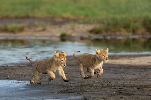 Two small baby lions running at full speed near river in  Ndutu Tanzania