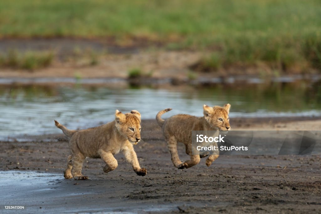 Two small baby lions running at full speed near river in  Ndutu Tanzania Running Stock Photo
