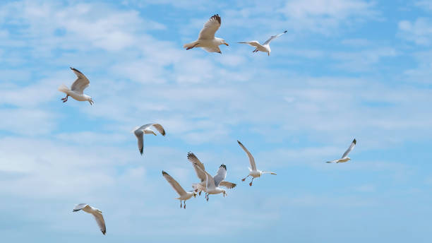 istock FLOCK OF SEAGULLS 1253411481