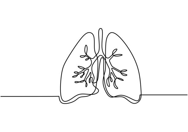 Single continuous line art of lungs. Lungs human organ one line illustration. Element of human parts for mobile concept and web apps icon. Minimalist lungs design contour drawing. Anatomy concept. Single continuous line art of lungs. Lungs human organ one line illustration. Element of human parts for mobile concept and web apps icon. Minimalist lungs design contour drawing. Anatomy concept. lung stock illustrations