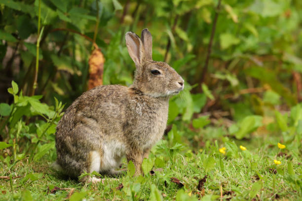 Weslh Rabbit 100+ Welsh Rabbit Stock Photos, Pictures & Royalty-Free Images - iStock