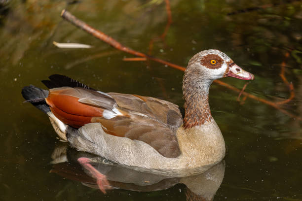 istock Egyptian goose swimming in lake 1253411582