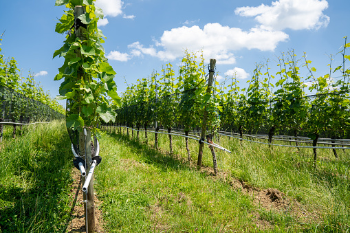 A close up view of an irrigation system on grapevines in a vineyard
