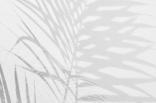 istock Light and shadow leaves,palm leaf on grunge white wall concrete background.Silhouette abstract tropical leaf natural pattern for wallpaper, spring ,summer texture.Black and white  soft image backdrop. 1253412468