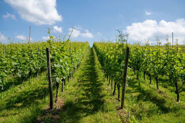 Endless rows of green grapevines in a vineyard under a blue sky with white cumulus cloudsy