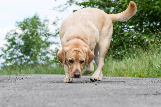 istock Dog sniffs on the road 1253412517