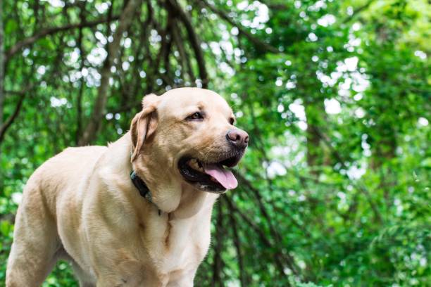 istock Dog in the woods 1253412528