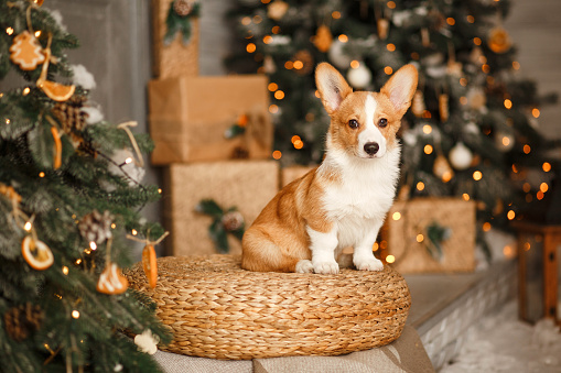 FUNNY CHRISTMAS OR NEW YEAR DOG. A Corgi PUPPY sits on the background of Christmas decorations. Bokeh, blur. High quality photo
